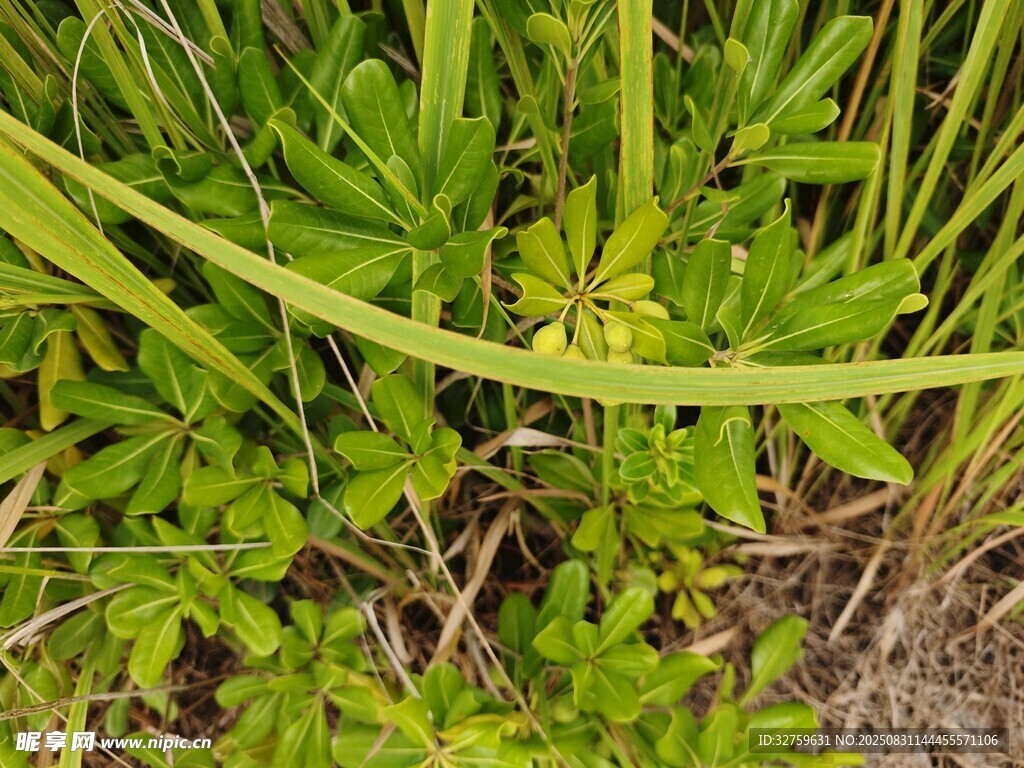 綠色叢生植物特寫