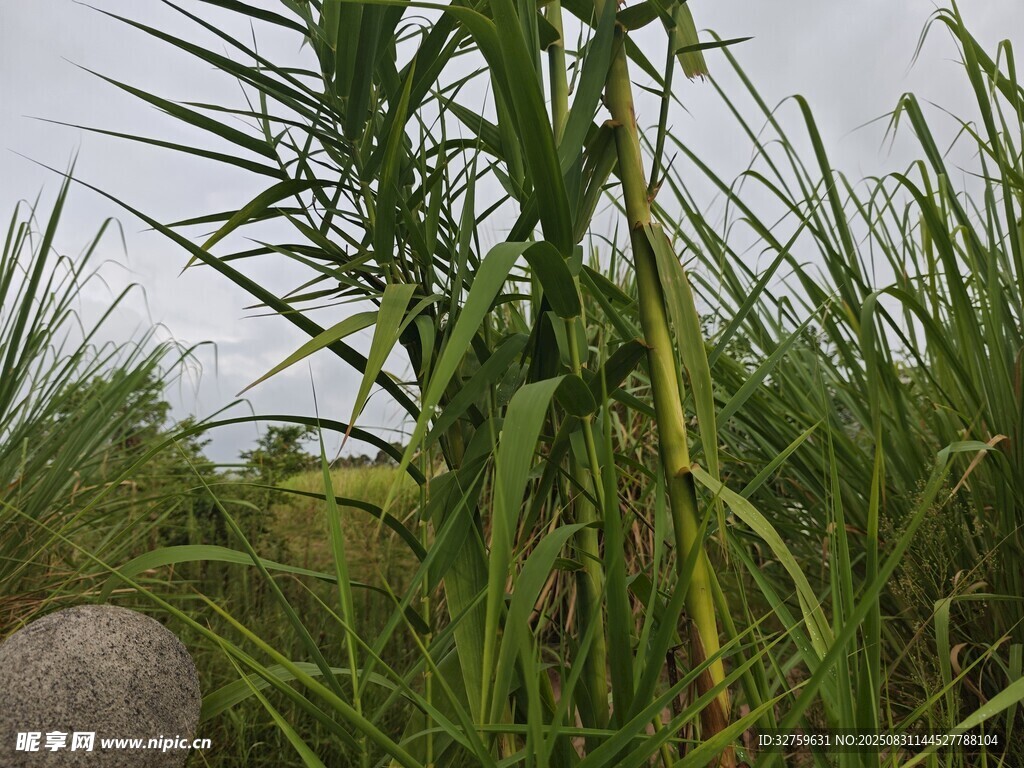 野外生長的綠色高大植物