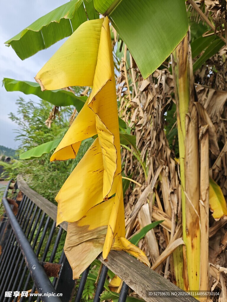 枯黃香蕉葉