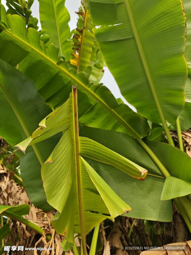 寬大翠綠的香蕉樹葉