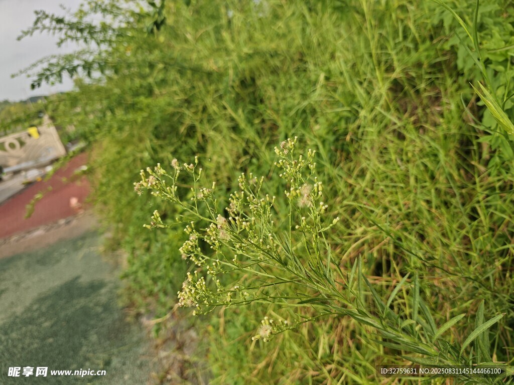 河邊繁茂的綠色植物