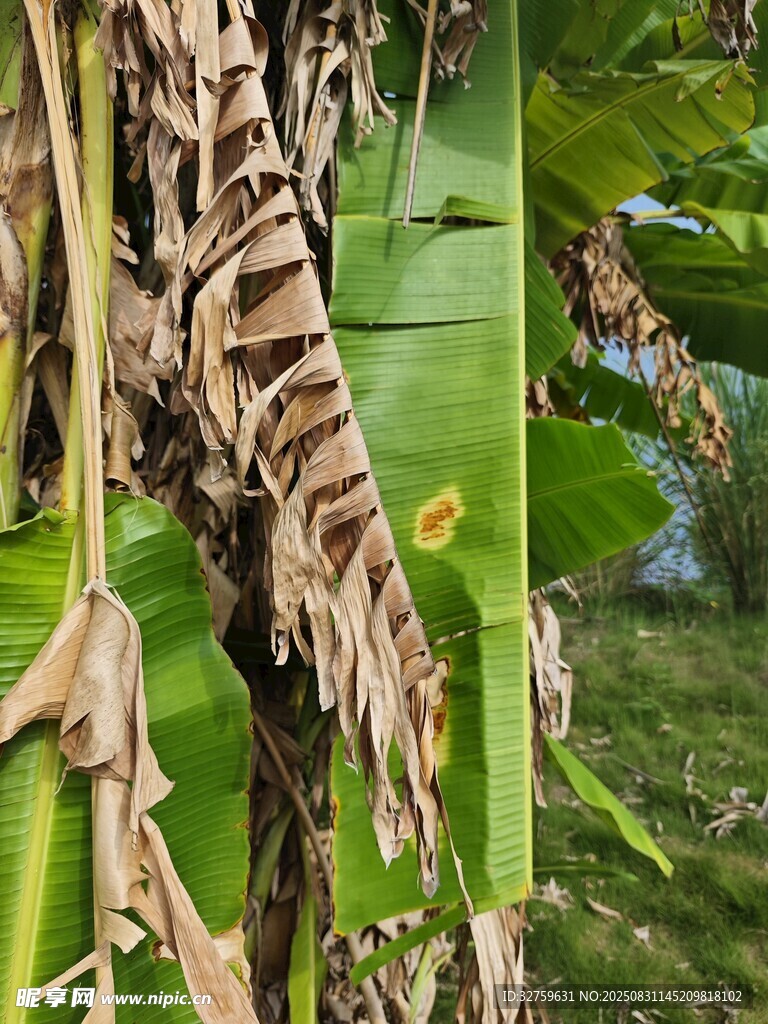 枯萎的香蕉葉