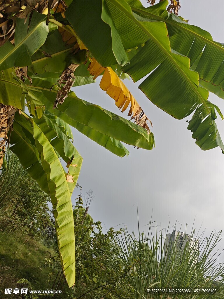 繁茂香蕉葉與天空景象