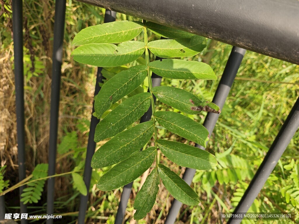 綠葉攀附金屬欄桿景象