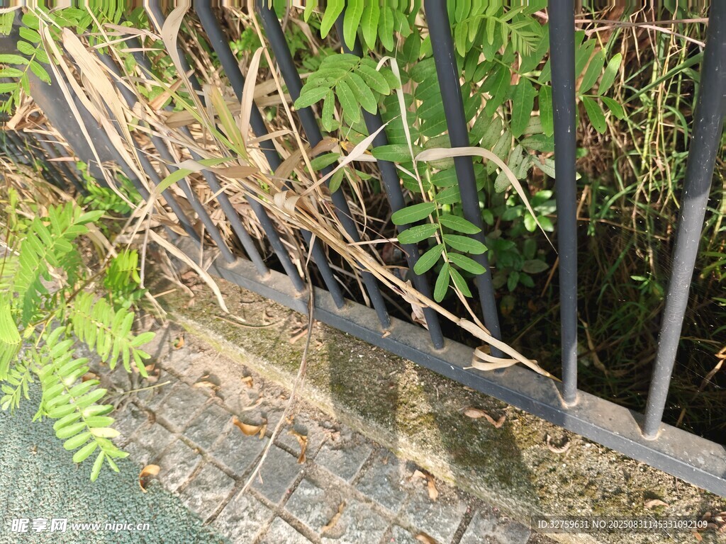 鐵欄桿旁的翠綠蕨類植物