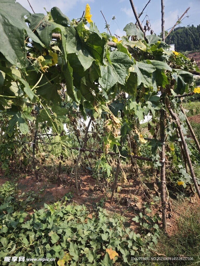 田園植物景觀