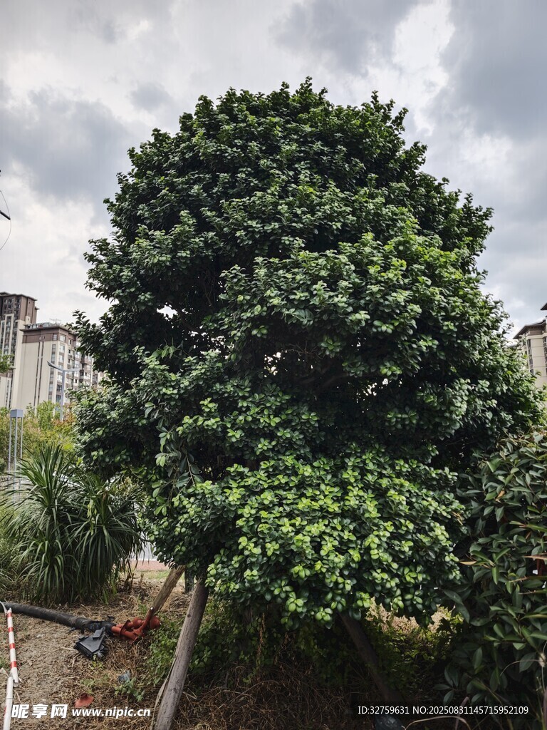 茂盛大樹于戶外場景