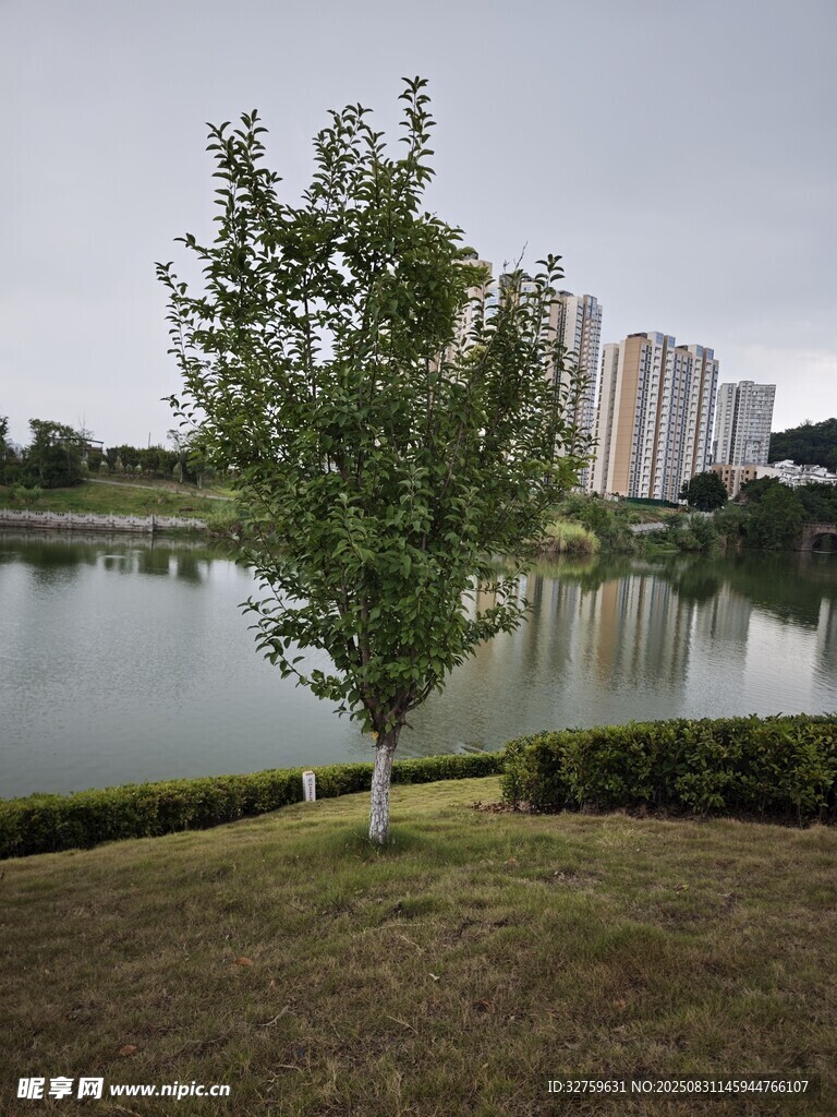 湖畔綠樹與遠(yuǎn)處高樓風(fēng)景