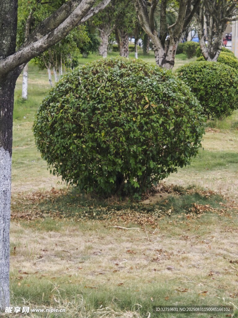 圓形綠植點(diǎn)綴草地景觀