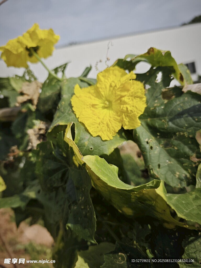 黃色黃瓜花與綠葉