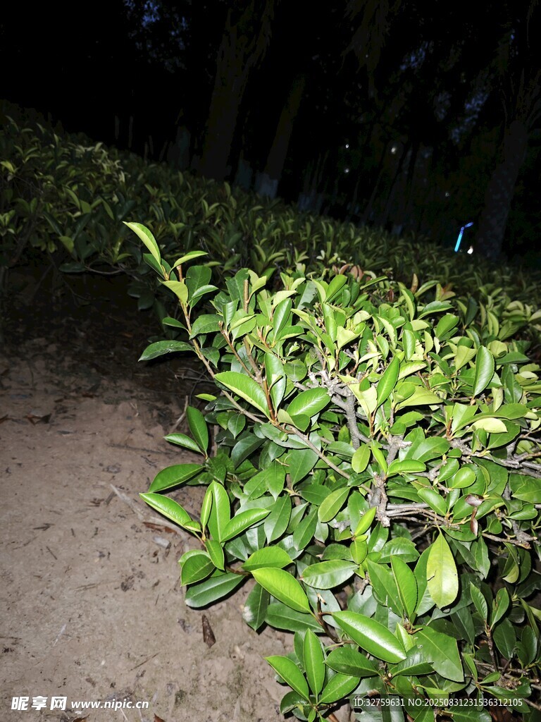 夜色中蔥郁的綠植景觀