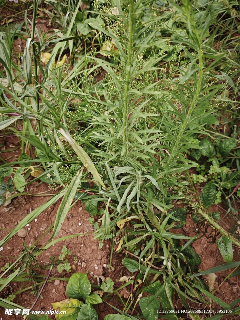 田間嫩綠植物