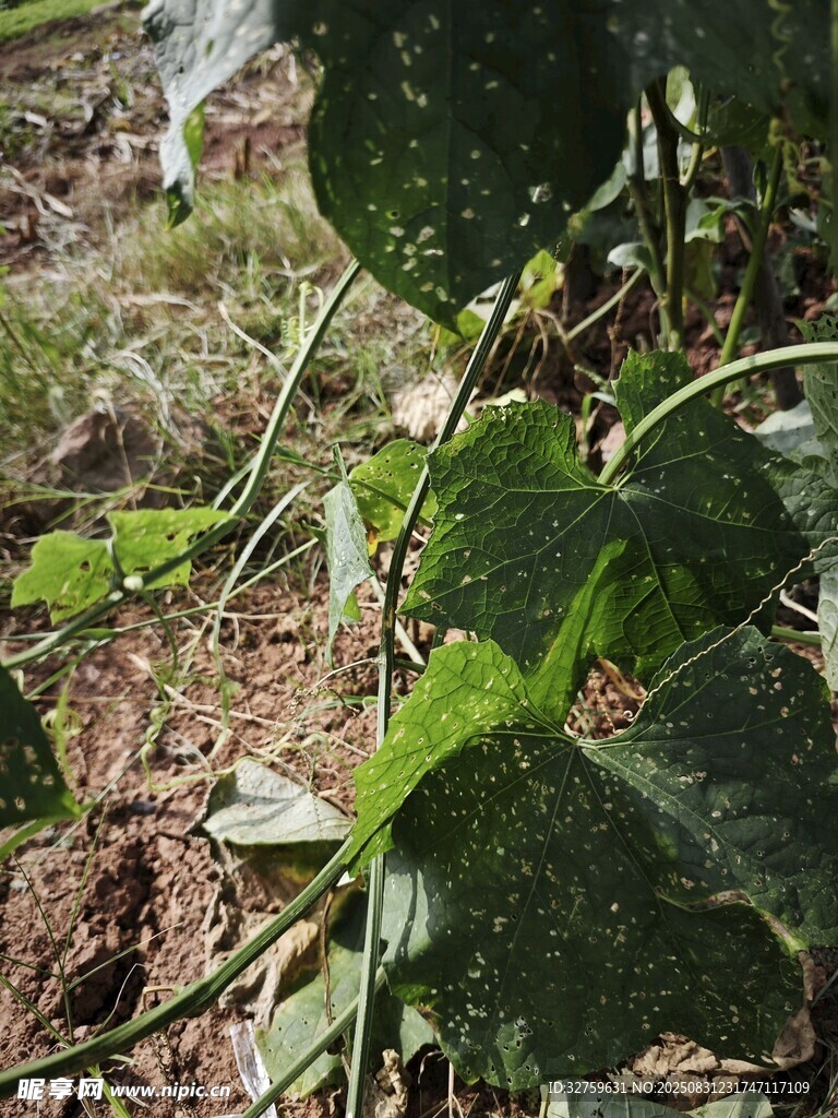 田間綠葉植物近景