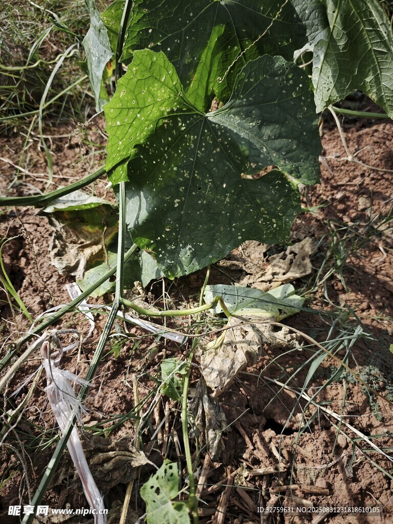 地面上的綠色植物葉片
