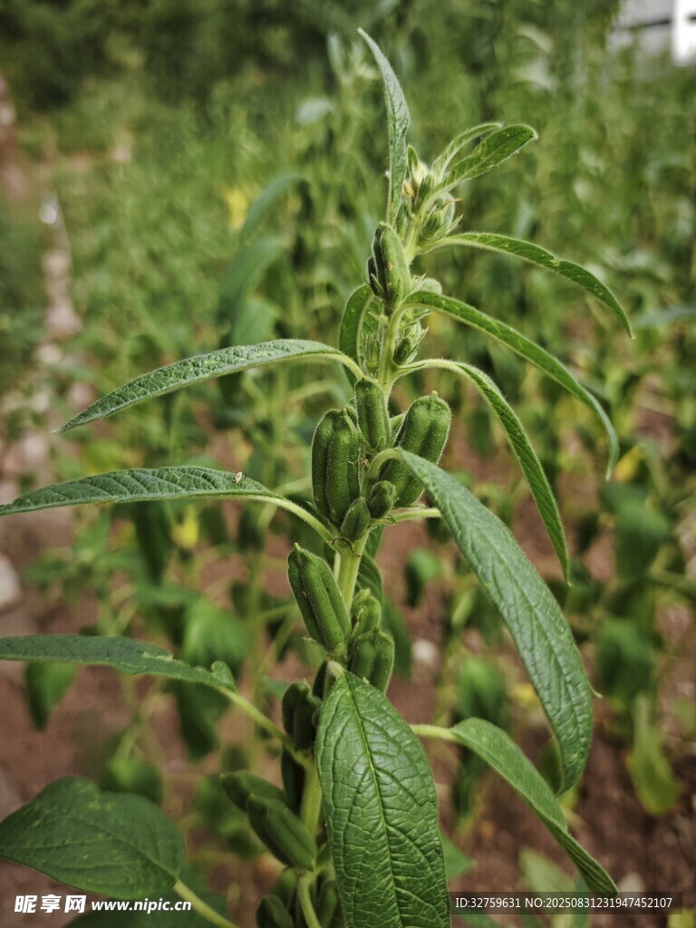 田間嫩綠的植物