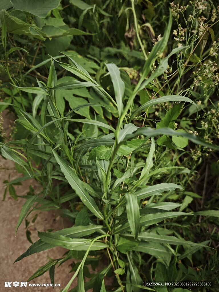 翠綠植物
