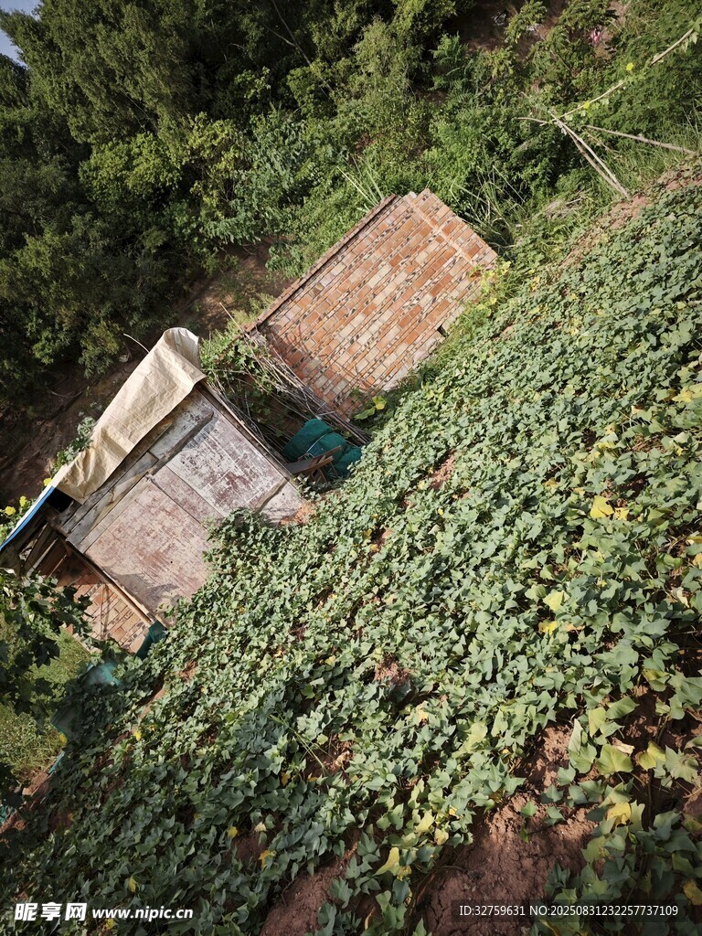 叢林中的老舊小屋