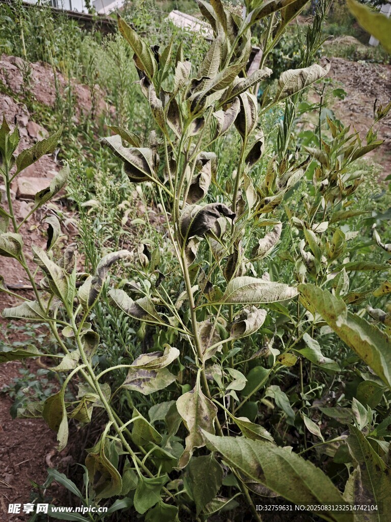 田間生長的茂盛綠色植物