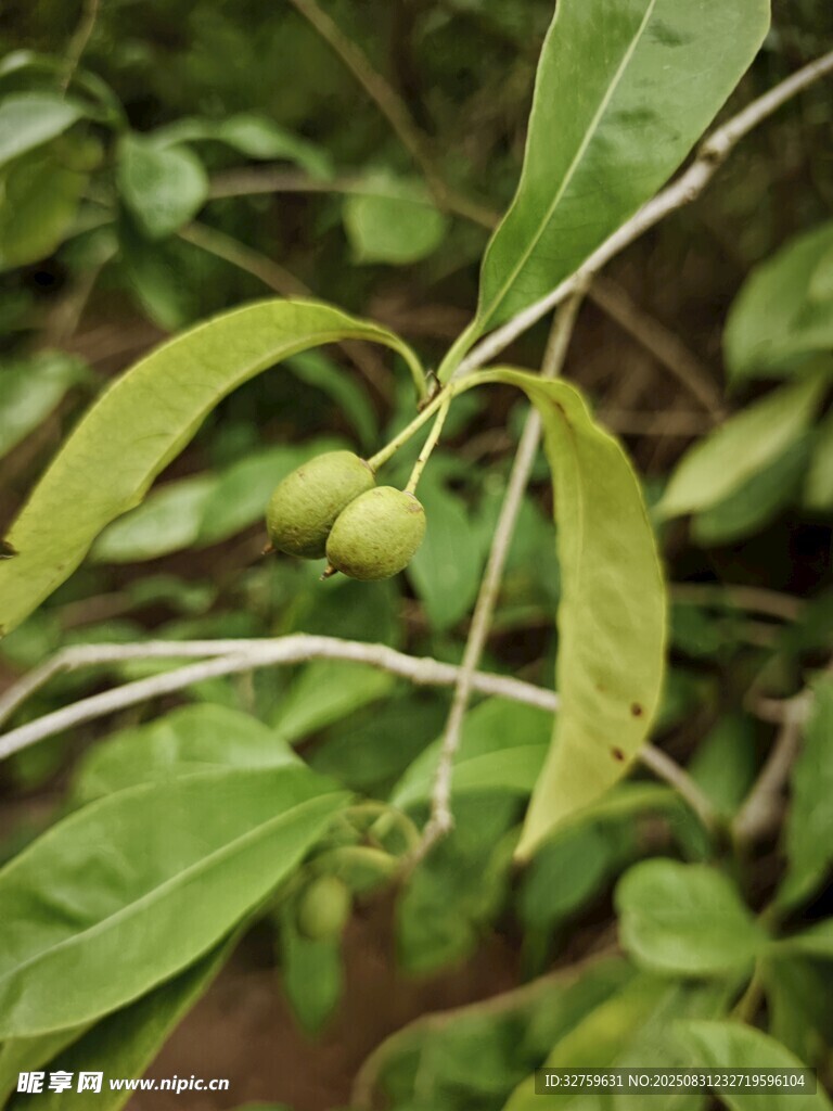 青果掛枝