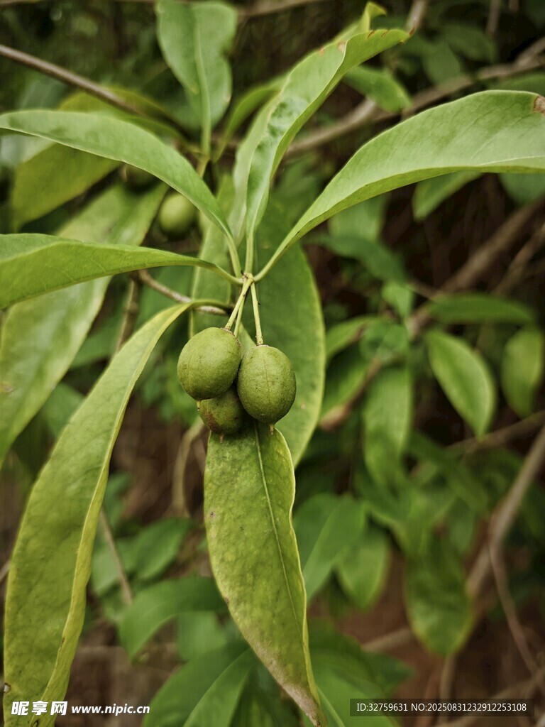 枝頭青果伴綠葉