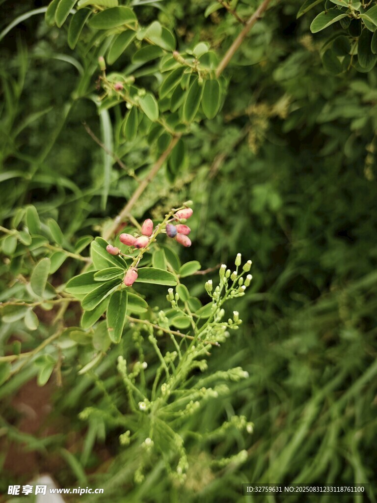 翠綠植物枝葉特寫