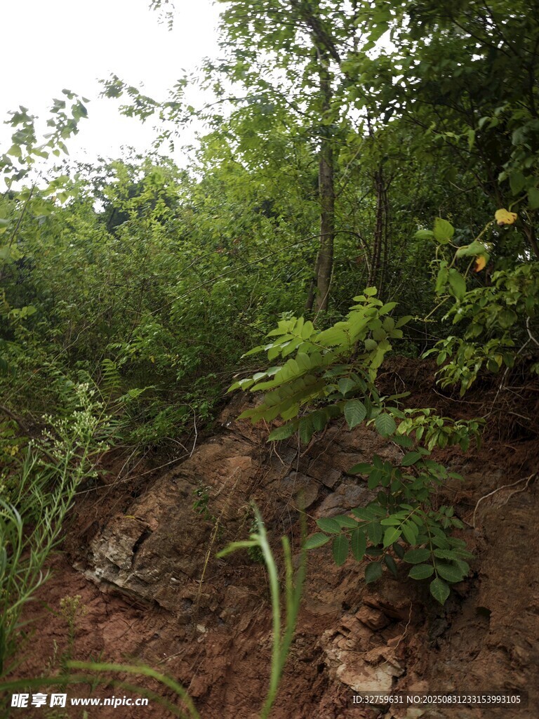 山林間的自然植被景觀