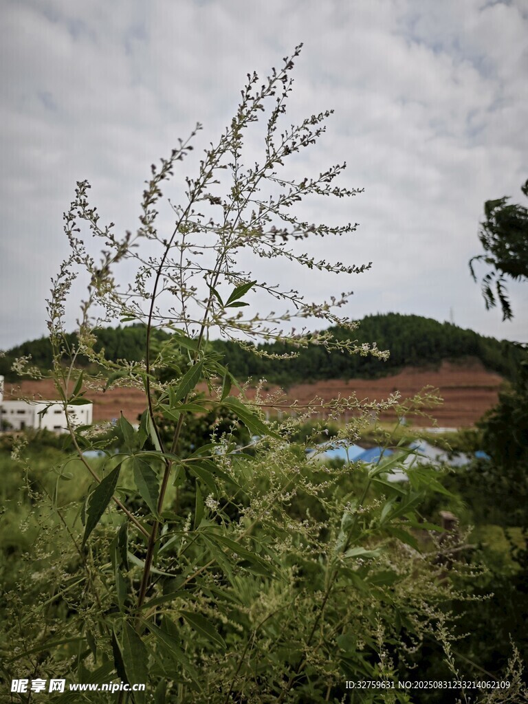 野外雜草與遠(yuǎn)處景色