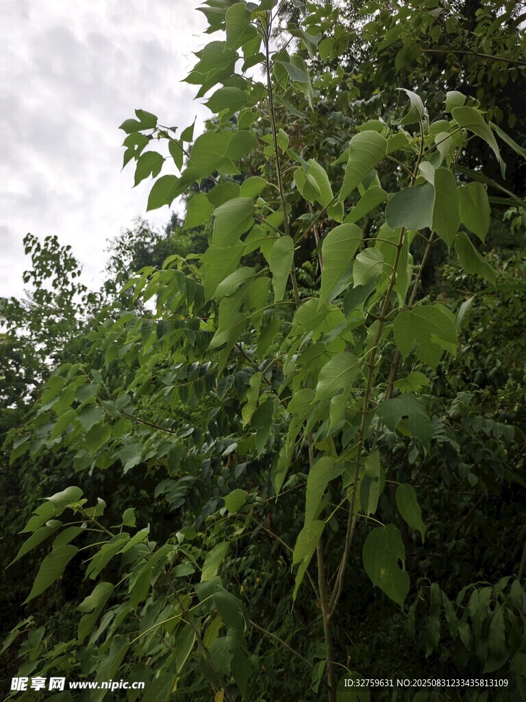 繁茂綠葉