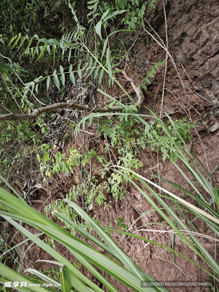 野外叢生的蕨類等植物