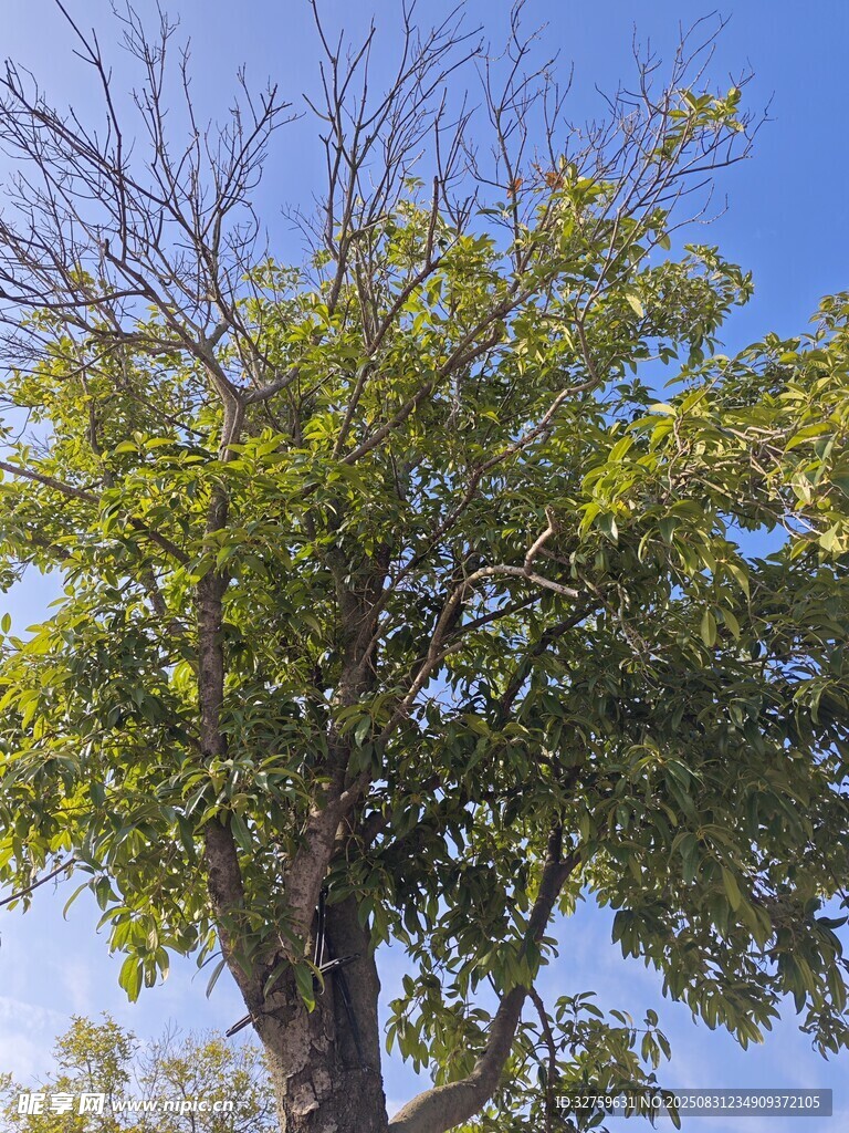藍天映襯下的繁茂樹木