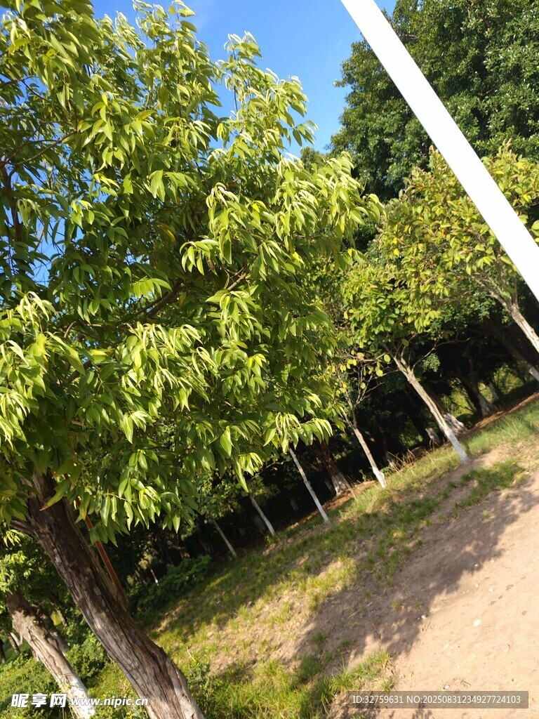 夏日林蔭道綠意景致