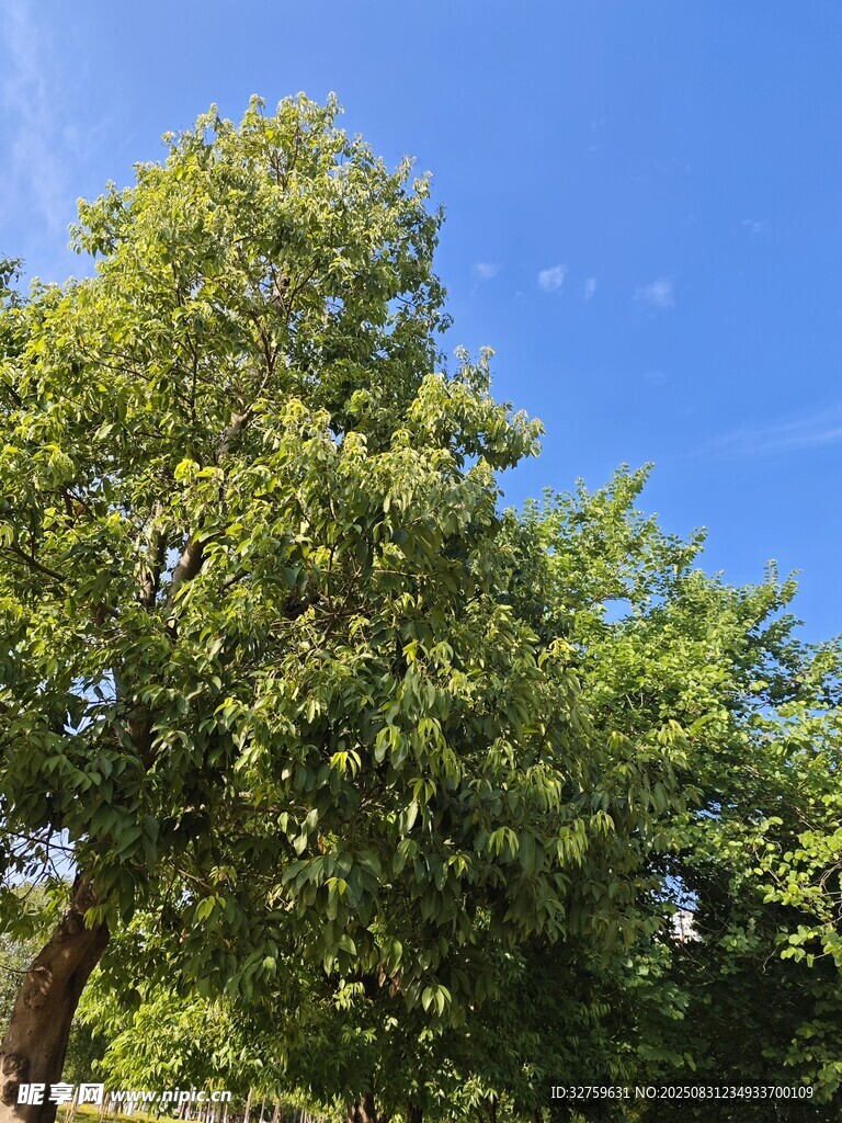 藍天映襯下的蔥郁大樹