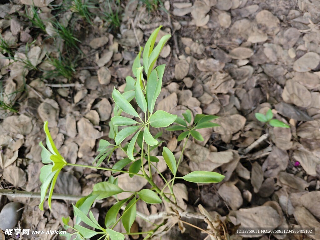 破土而出的嫩綠植物