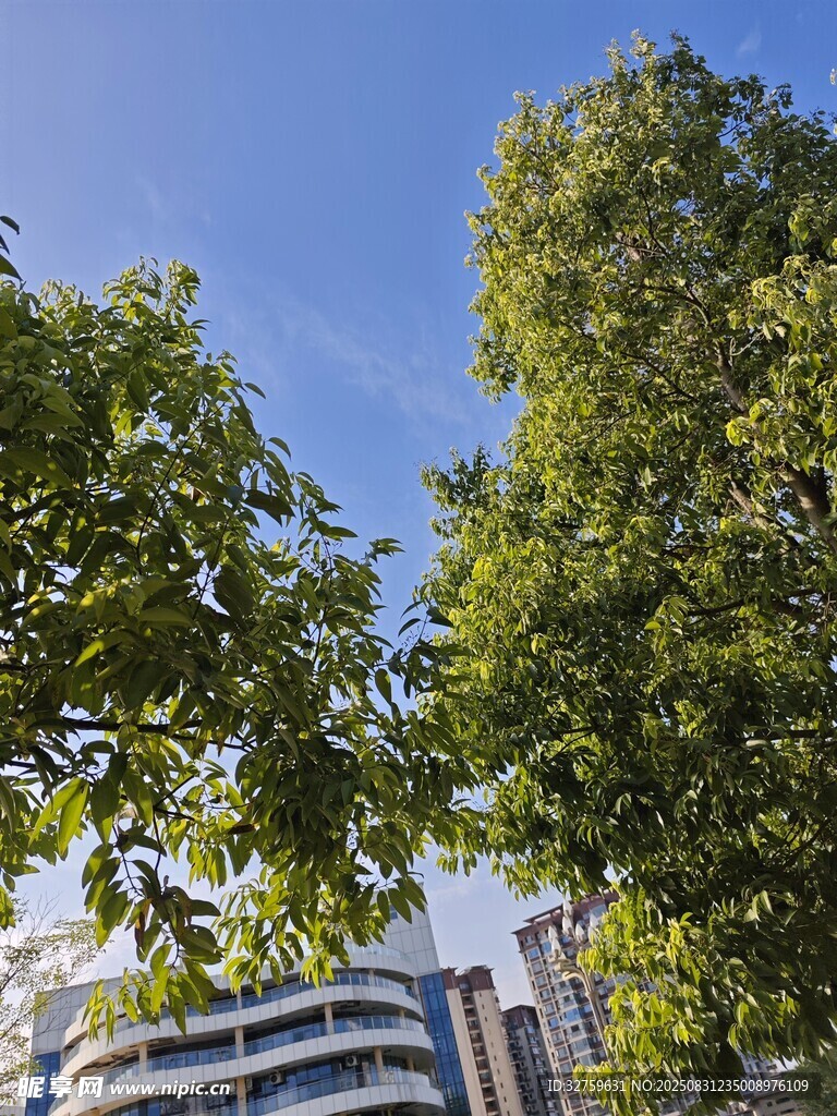 城市中蔥郁的綠樹與建筑