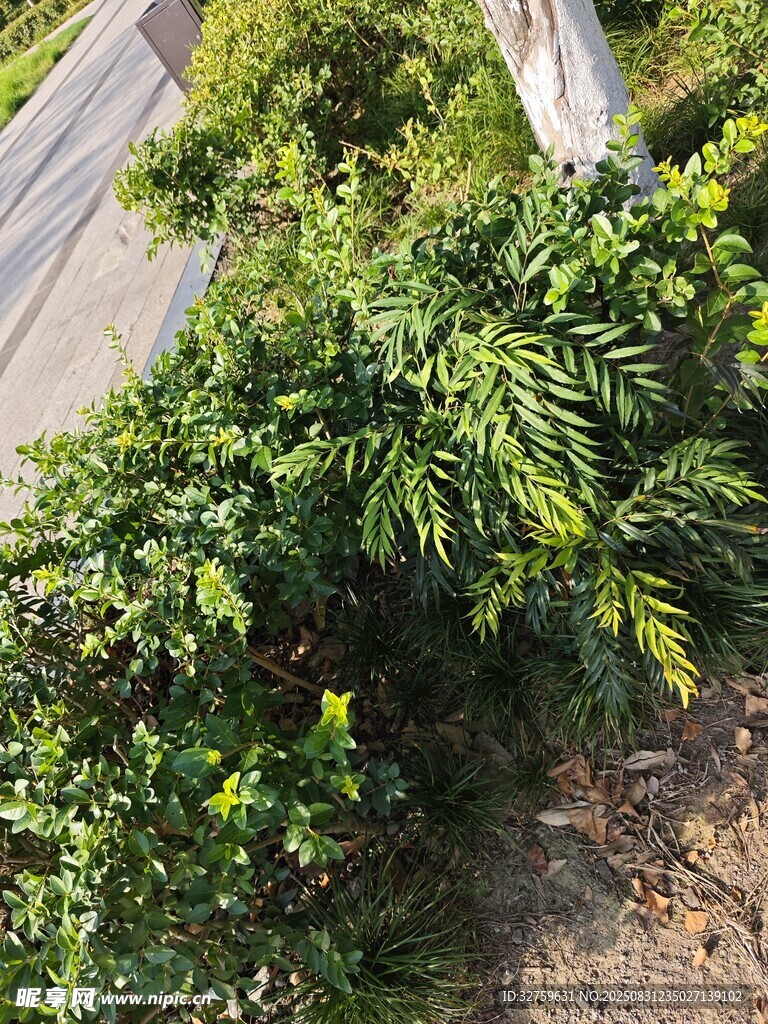 路邊翠綠茂盛的灌木叢