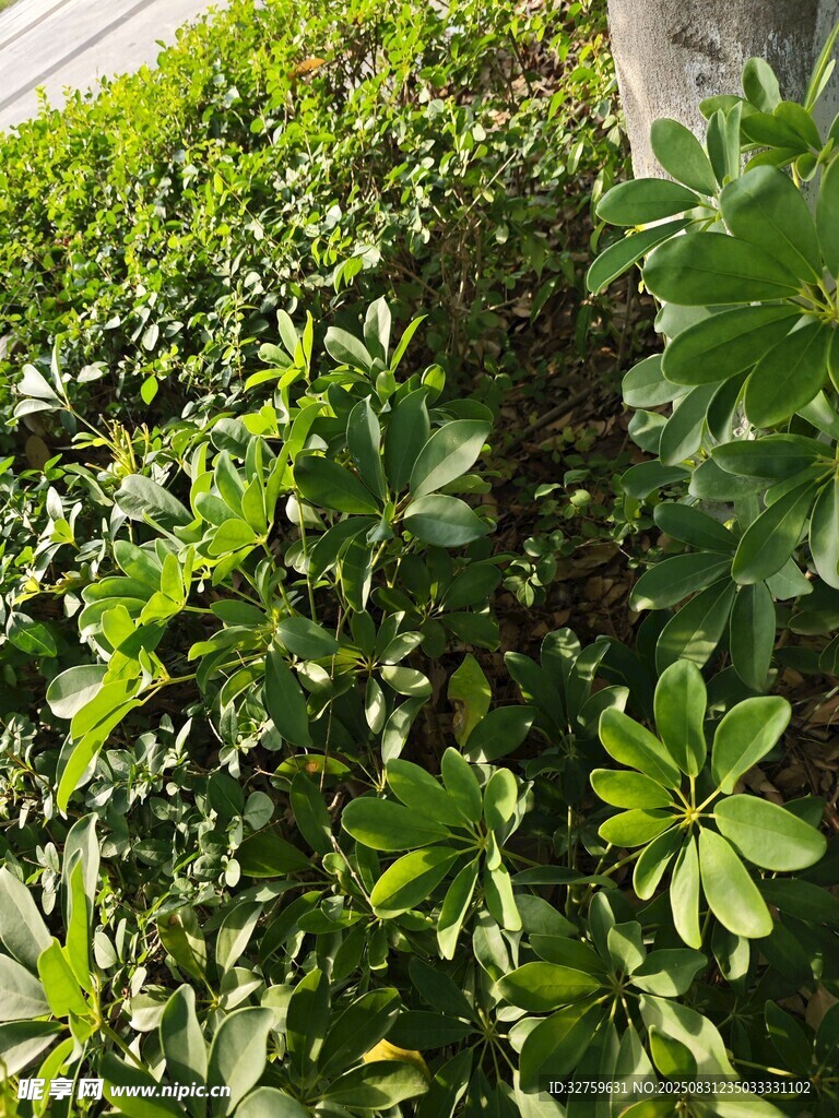 翠綠繁茂的灌木叢景觀