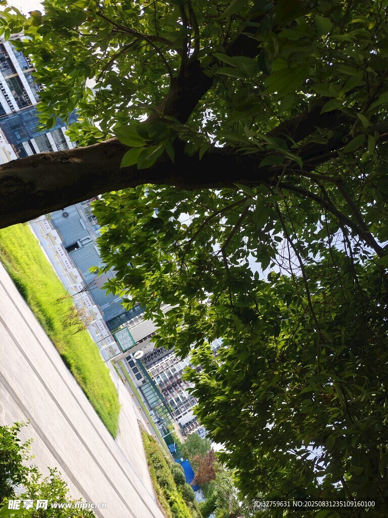 透過枝葉看城市道路