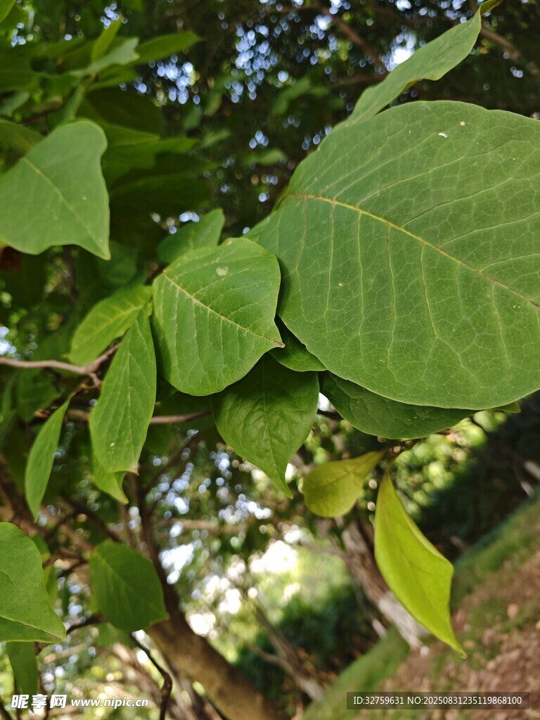 翠綠葉片特寫