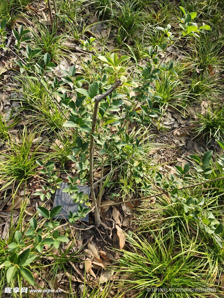 地面上的多樣綠色植物