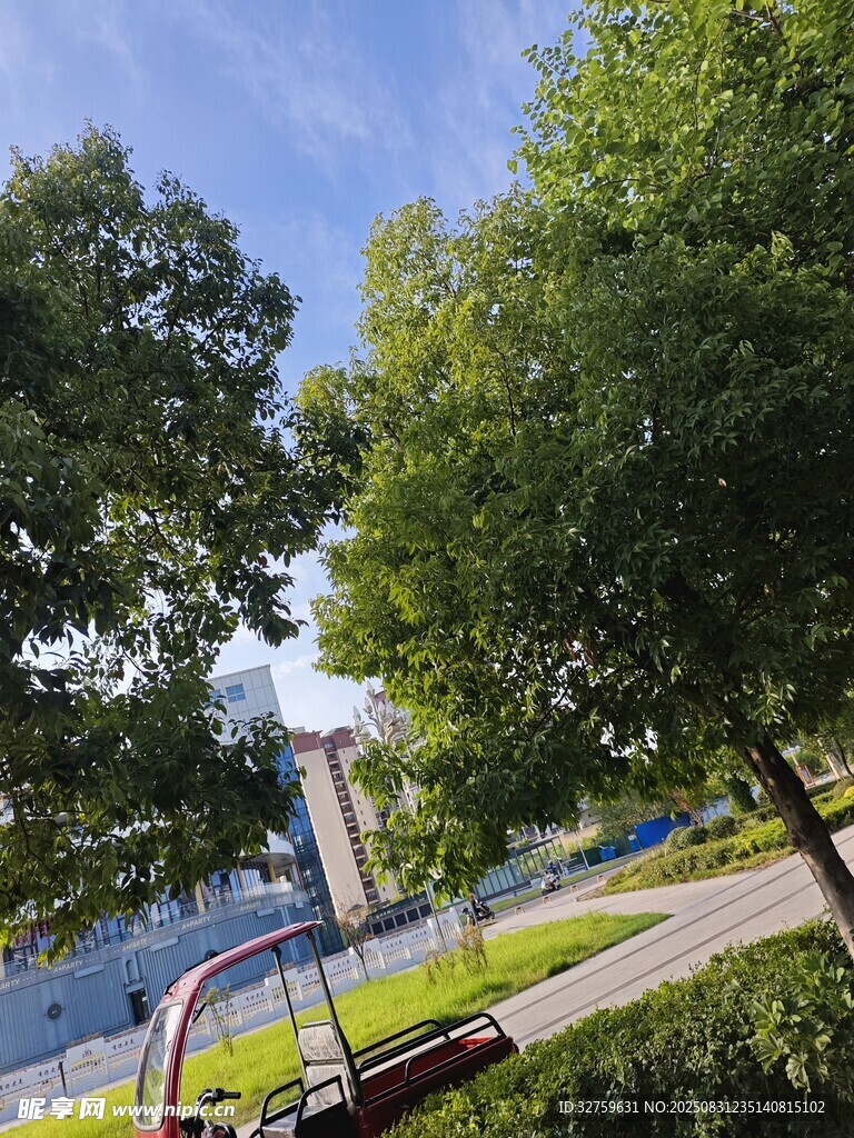 公園中的休閑自行車與綠樹