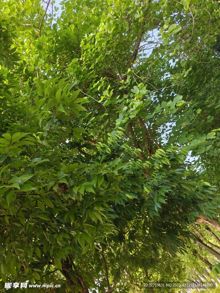 茂密蔥郁的綠色樹木景觀