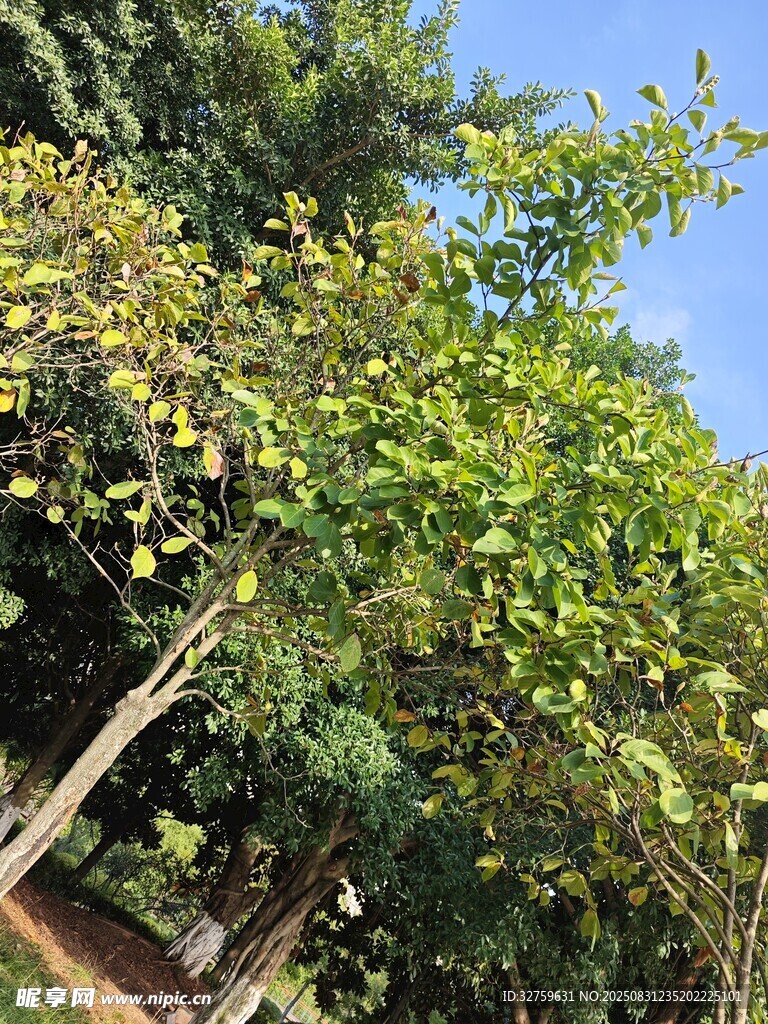 陽(yáng)光下的蔥郁樹(shù)木