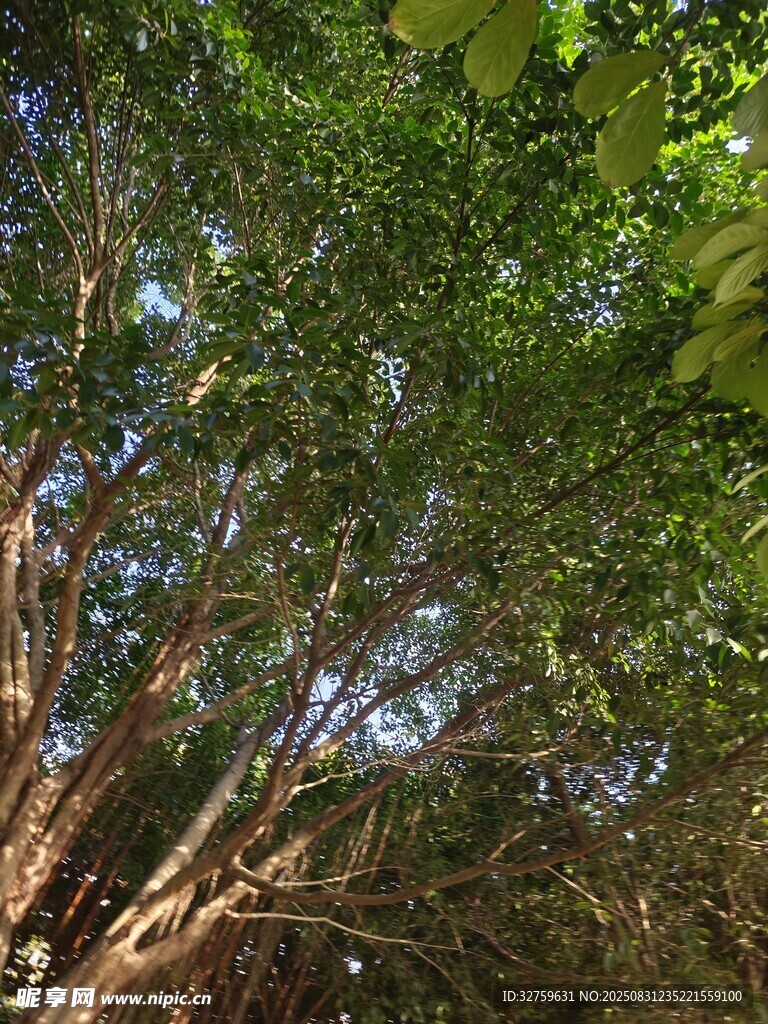 茂密樹林中的繁茂樹冠