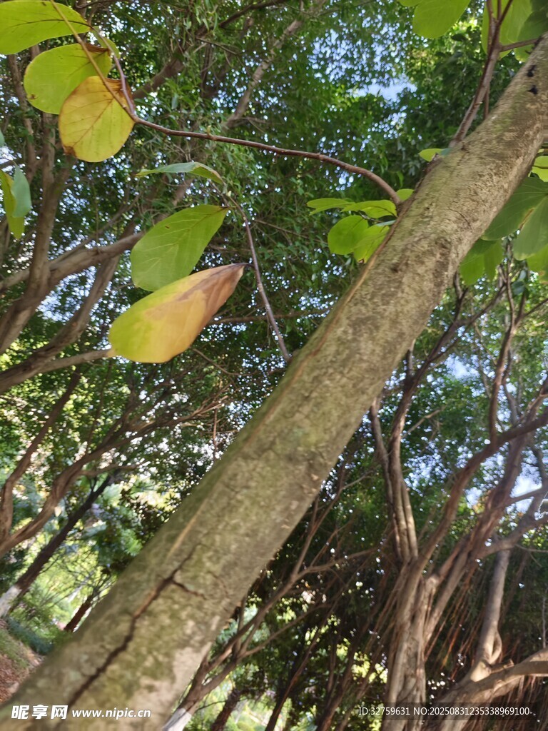 林間樹木枝葉繁茂景象