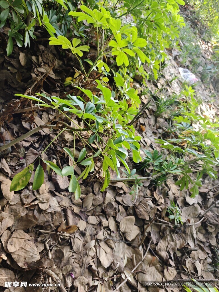 山坡上的綠色植物