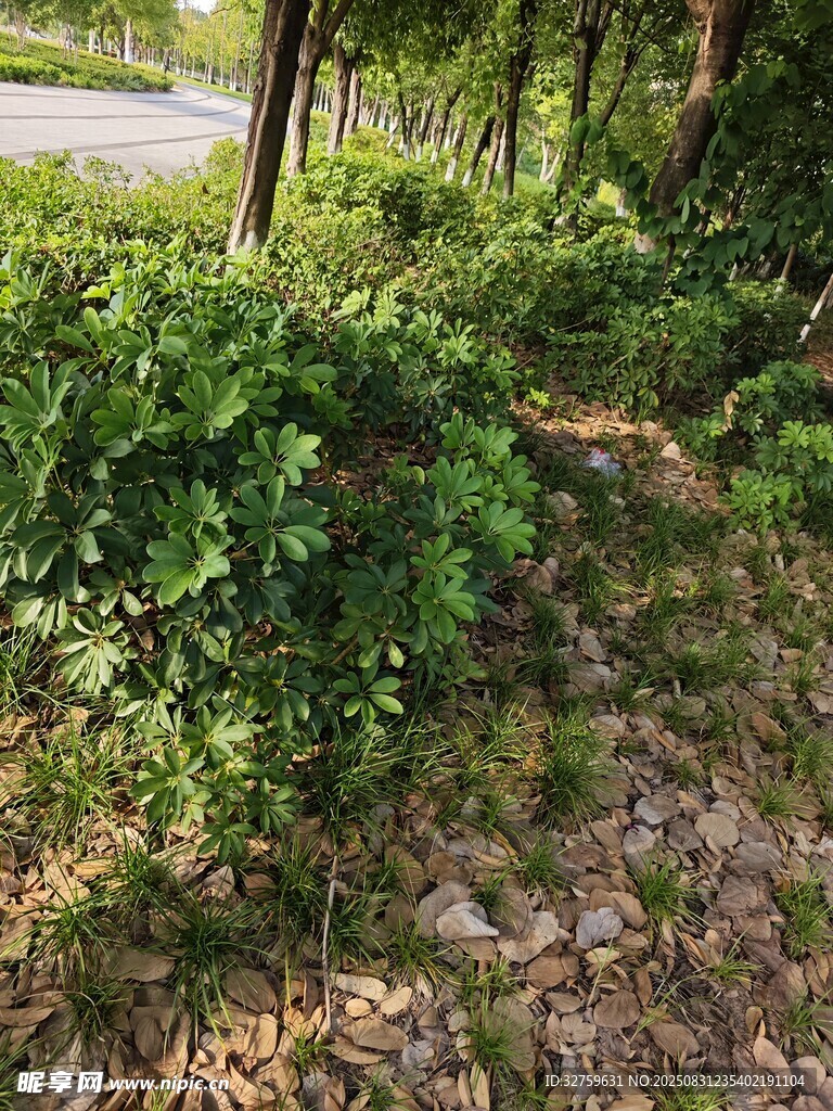 戶(hù)外繁茂綠植與碎石小路