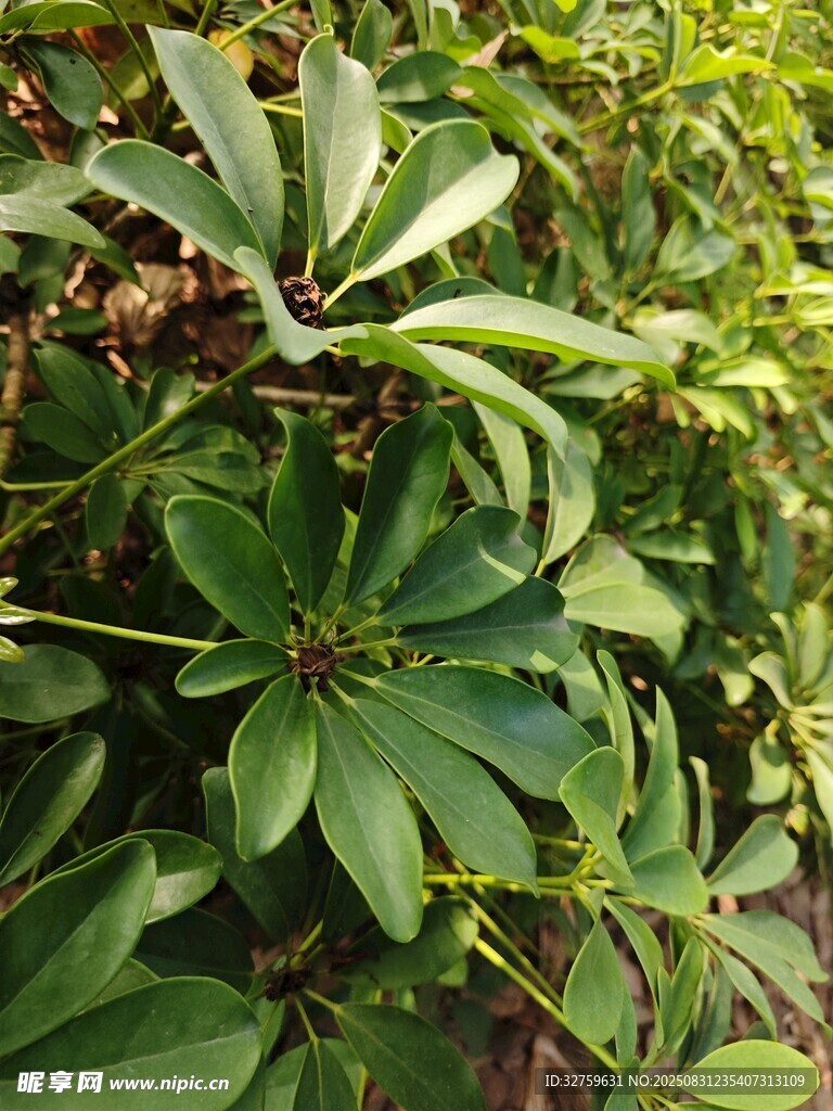綠葉繁茂的植物景觀