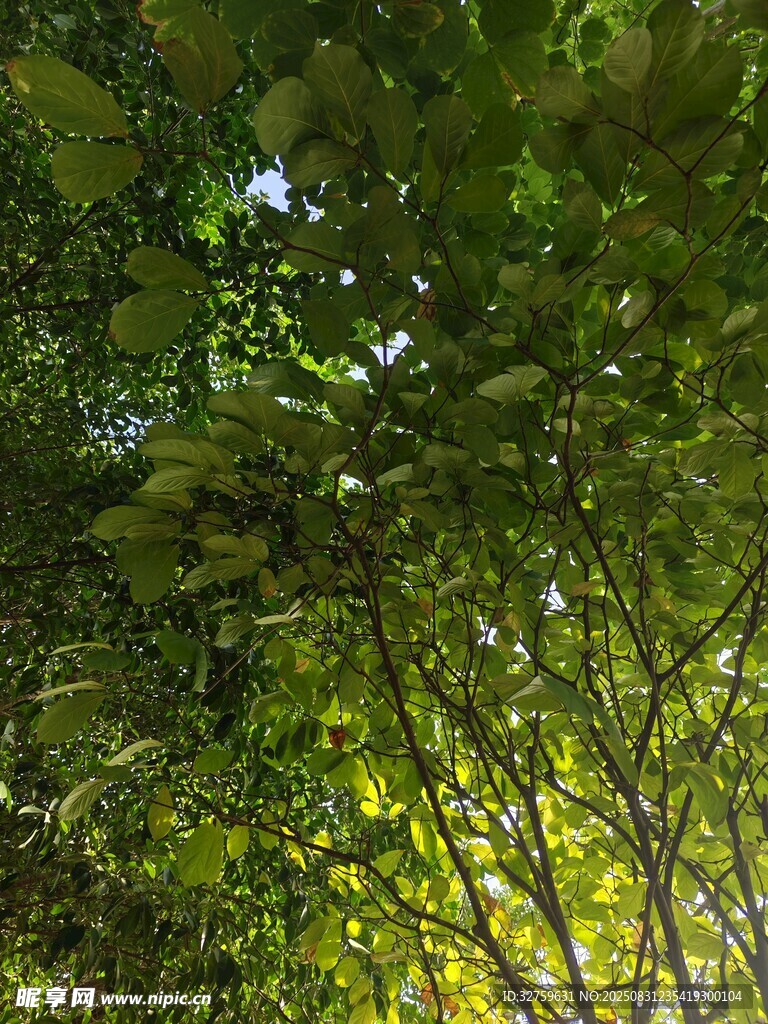 陽光灑落茂密綠葉間