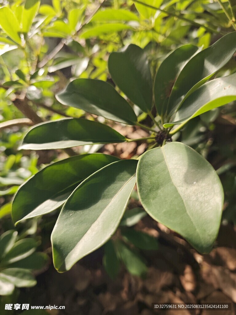 綠葉繁茂的植物特寫