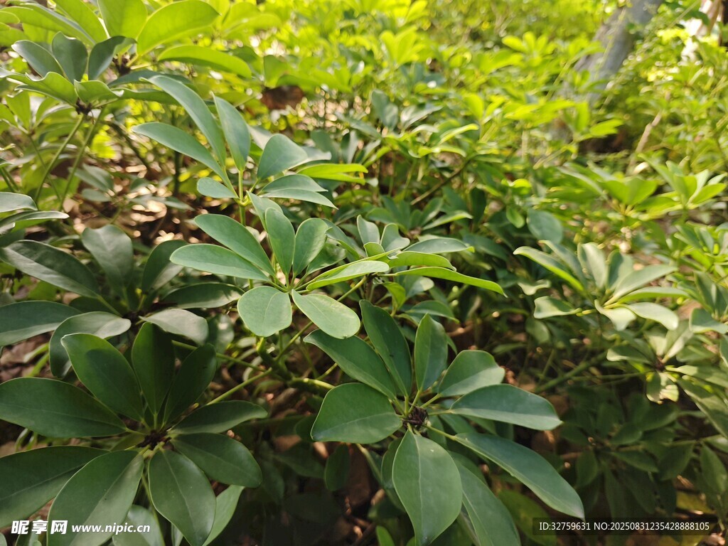 茂密綠植中的獨(dú)特葉片